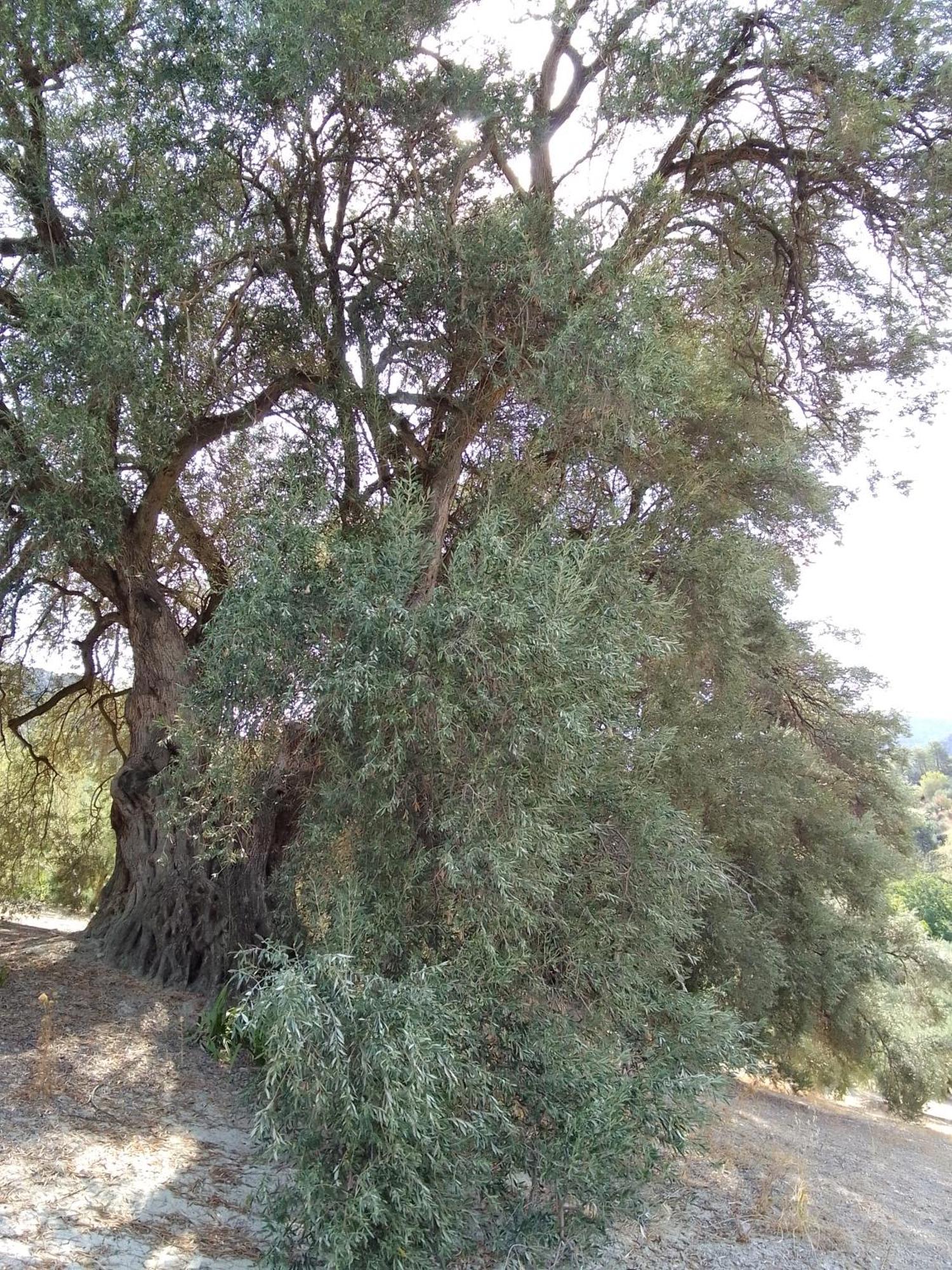 Burunchel Hotel San Julian מראה חיצוני תמונה